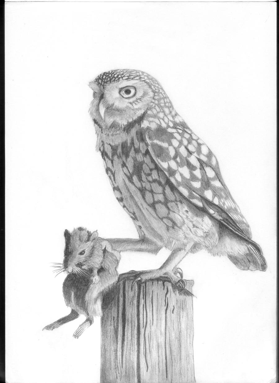 Little owl