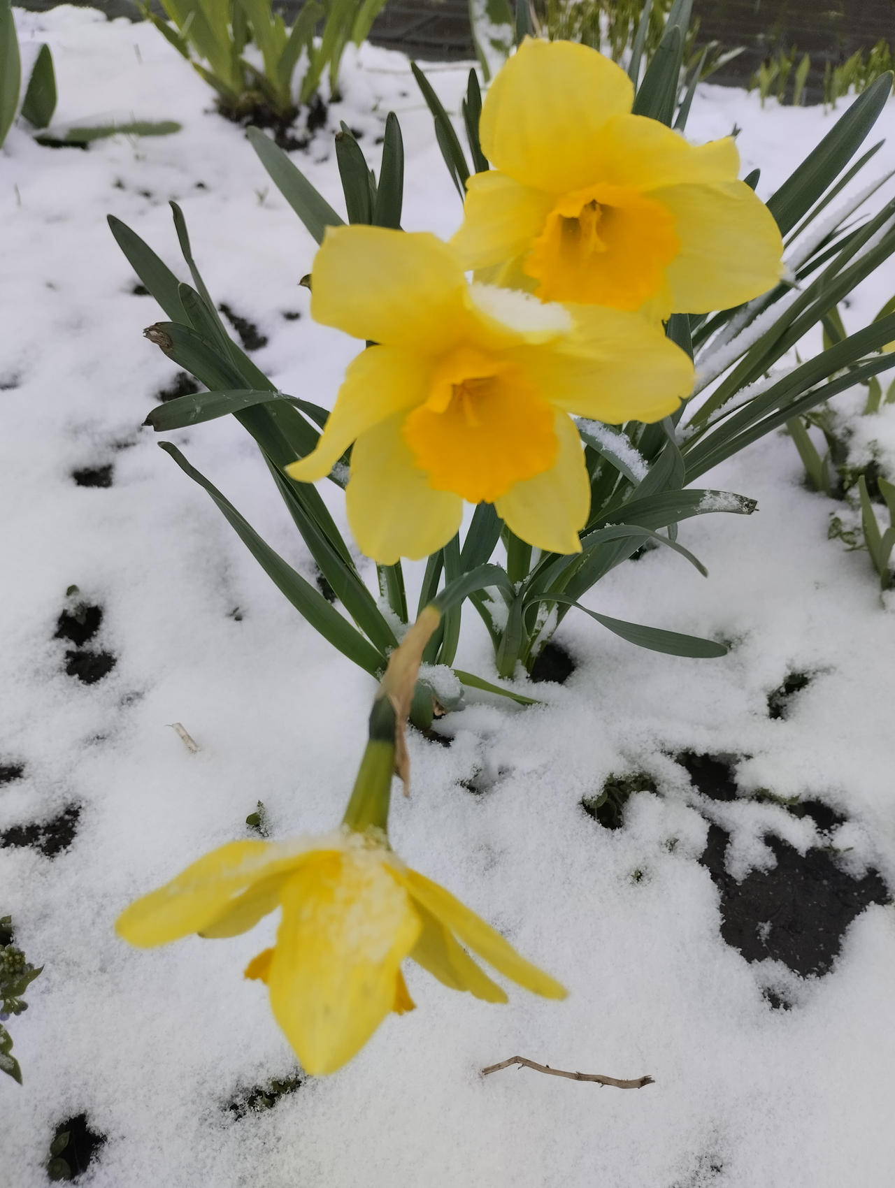Spring flowers 26 Winter in spring by GargamelValpinaMoon on DeviantArt