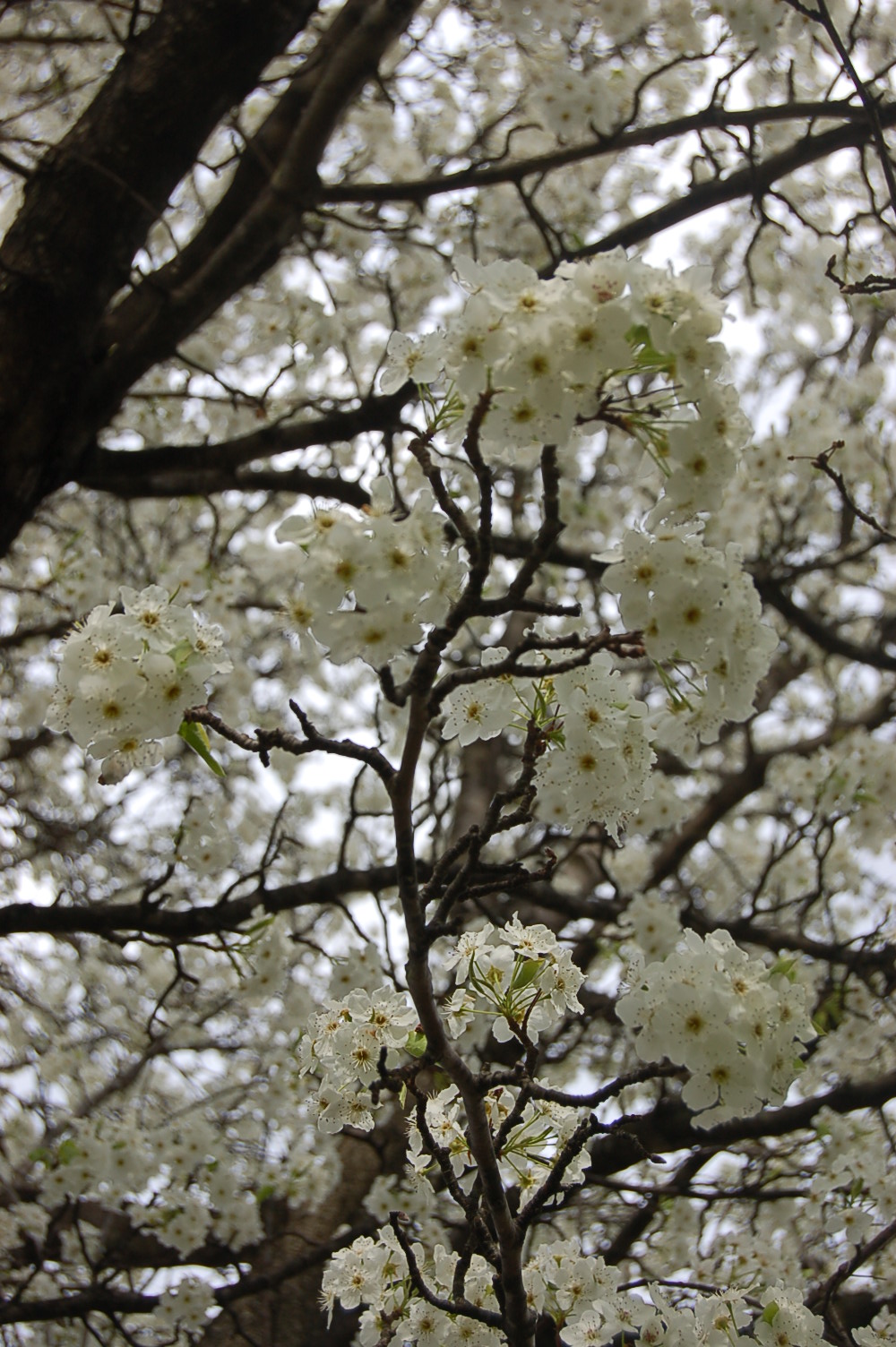 White Flowered tree