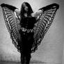 Dark Butterfly