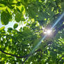 Sunrays (walnut tree)