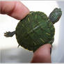 Baby turtle.