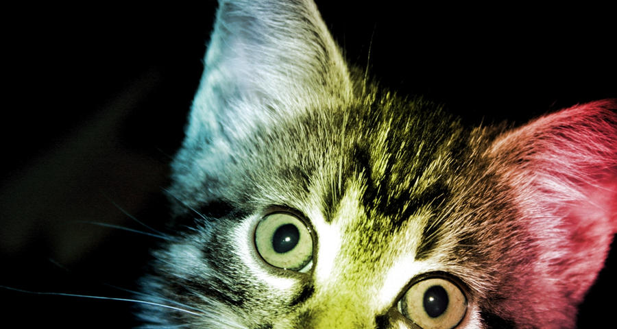 Colorful Katte Colorful Kitty 2 by SilkBolete on DeviantArt