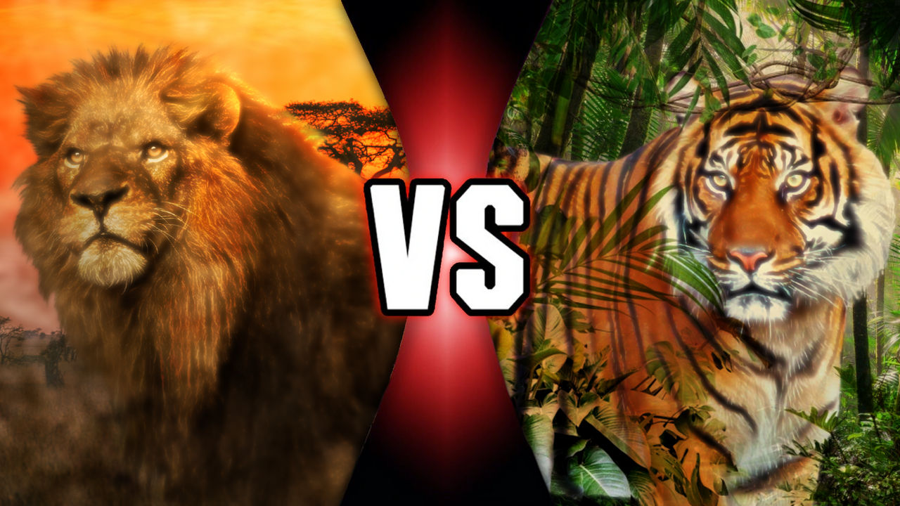 Lion vs Tiger - Leone vs Tora