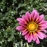 lonely flower on grass