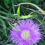 purple flower