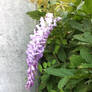 nice purple