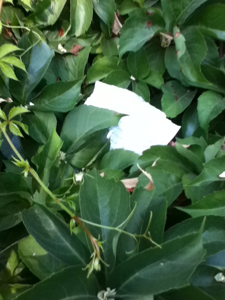 a note hiding among leaf