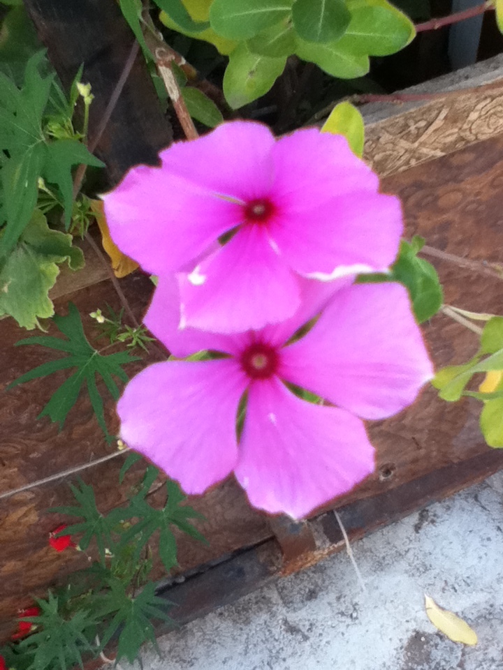 lovely flower couple