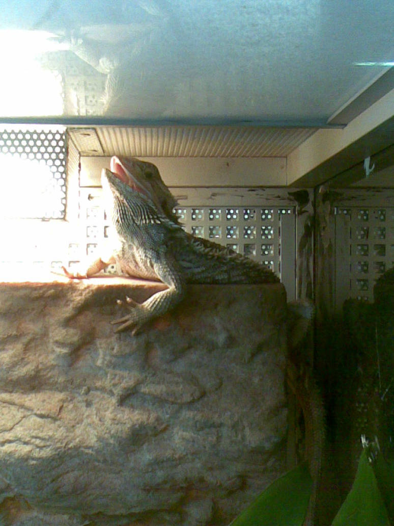 Lizard 3 by Roky320 on DeviantArt