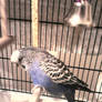 Blue Budgerigar