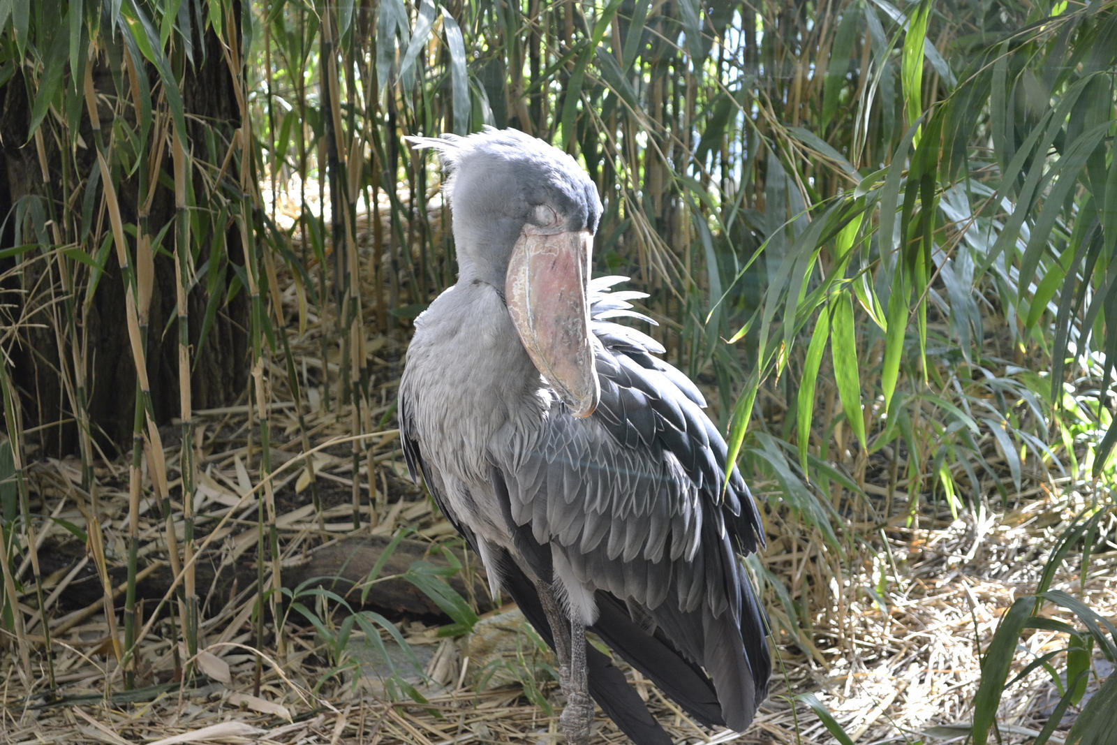 Shoebill