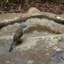 Blue-capped Cordon-bleu 4