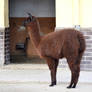 The Brown Llama 2