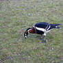 Red-breasted goose