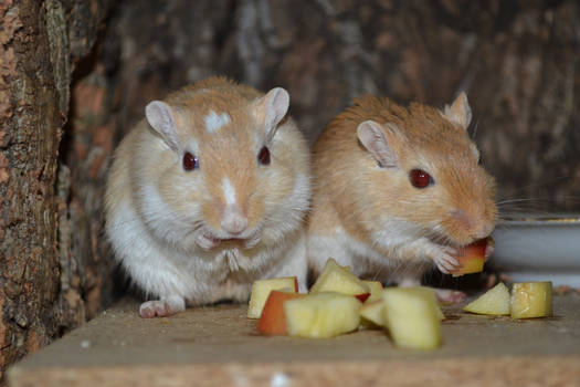 Dinning Gerbils