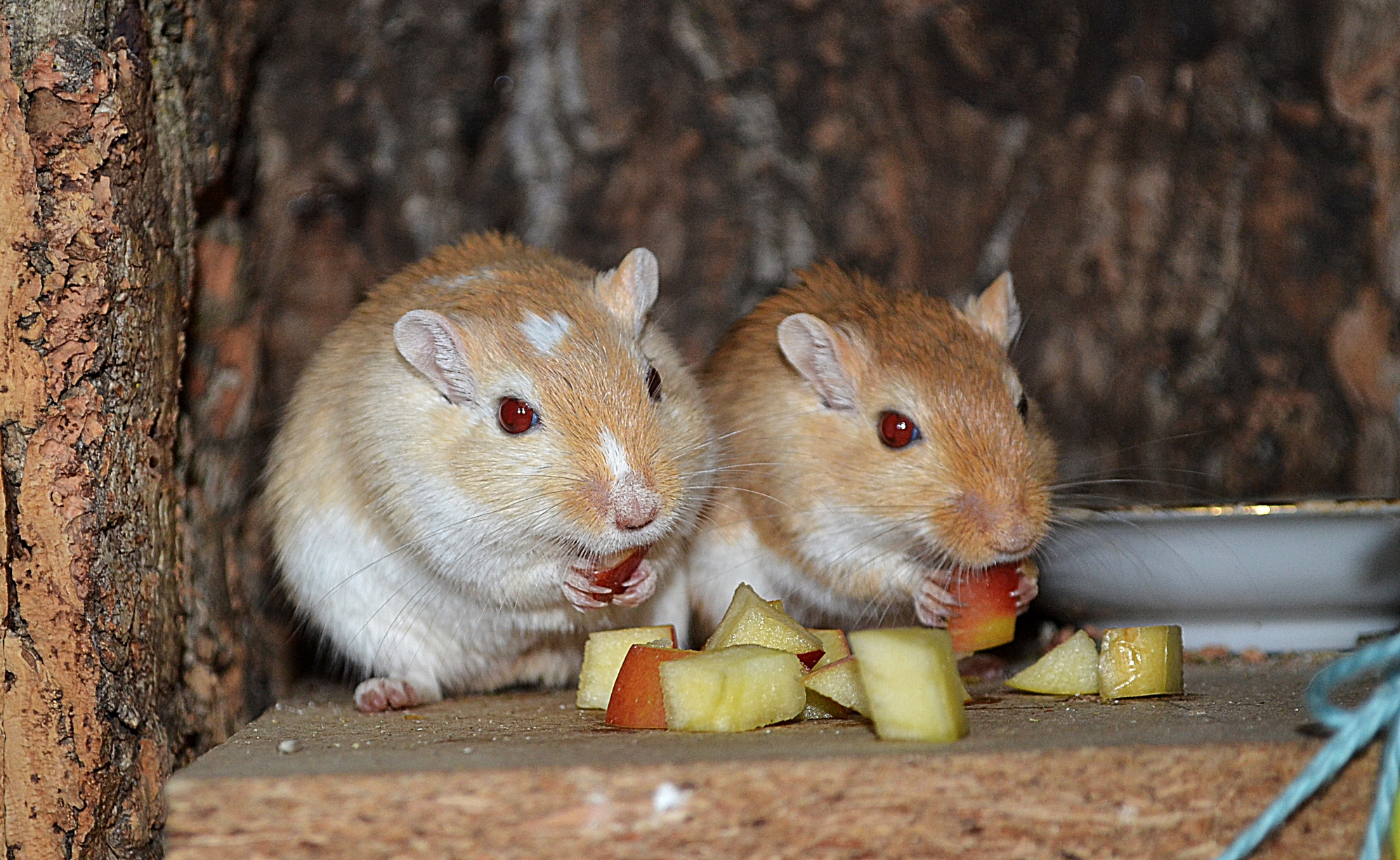 Dinning Gerbils