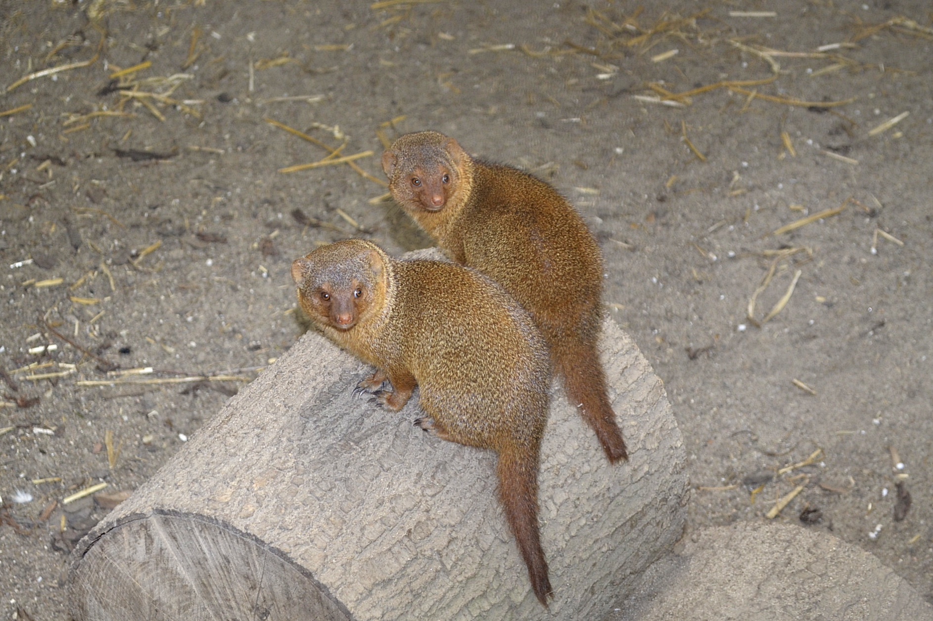 Common Dwarf Mongoose