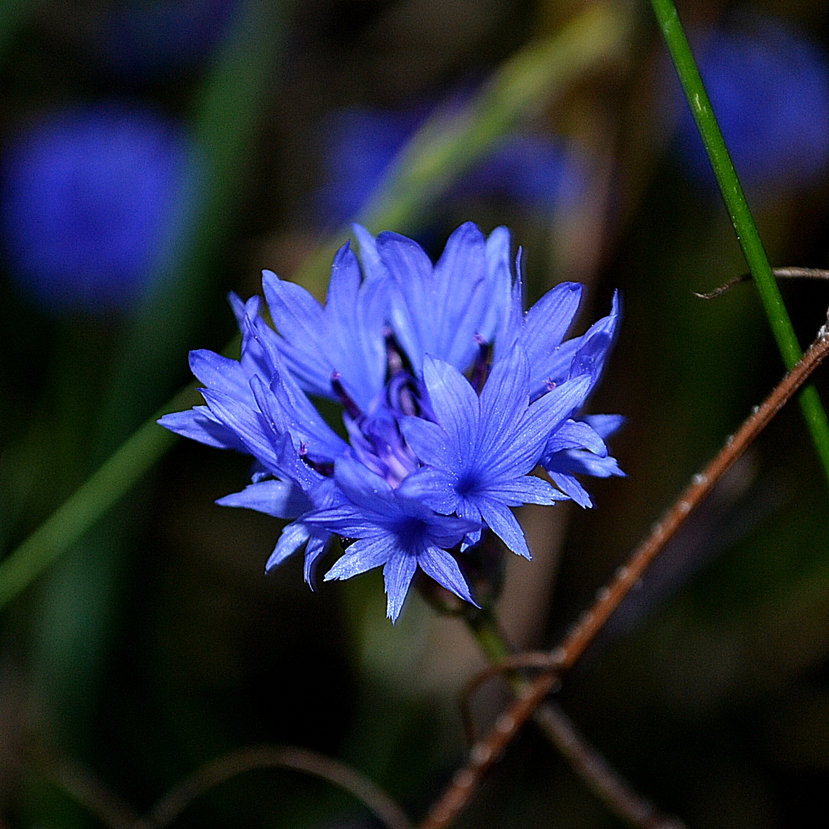 bright blue