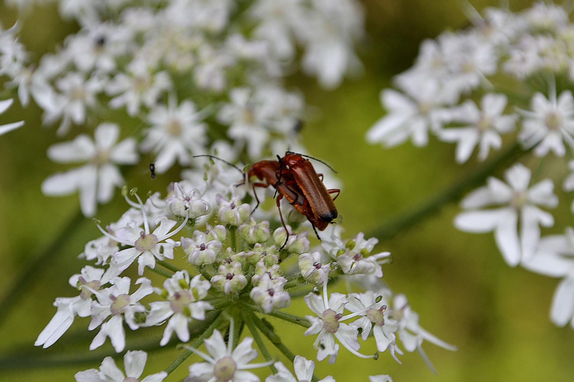 red beetle