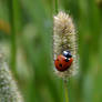 ladybug