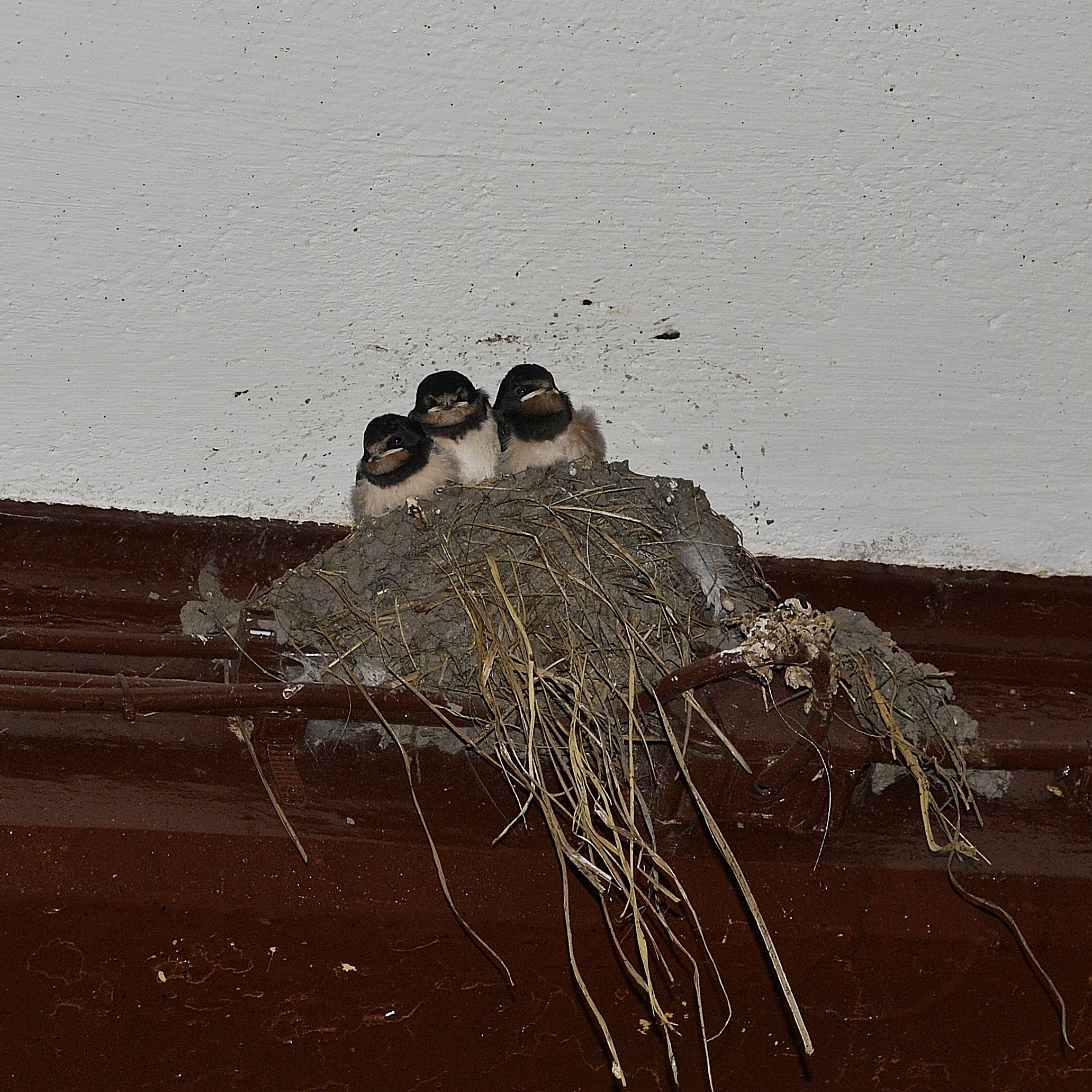 Baby Swallows