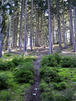 Way to the Forest