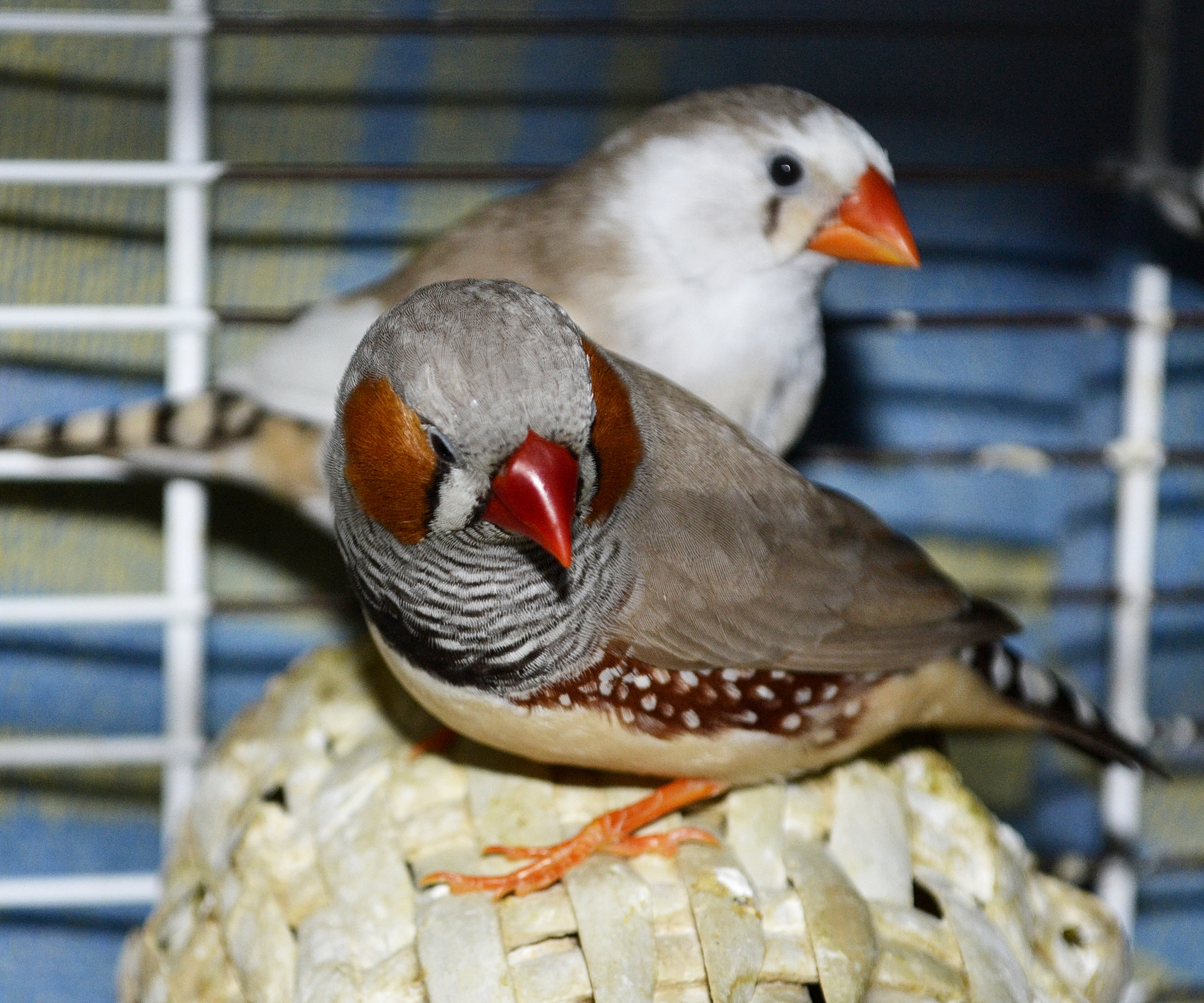 Zebra Finches