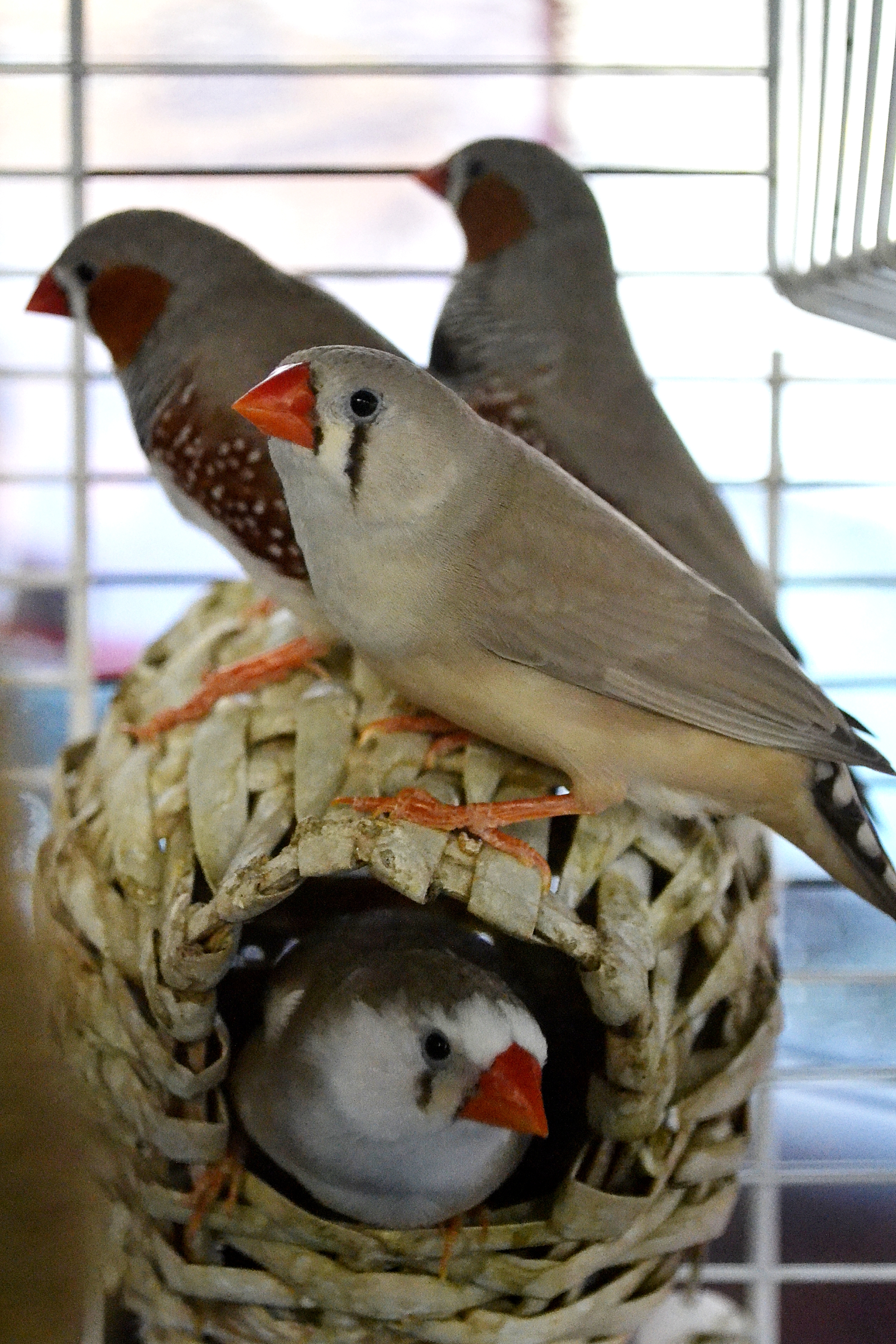 Zebra Finches