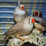 Zebra Finches