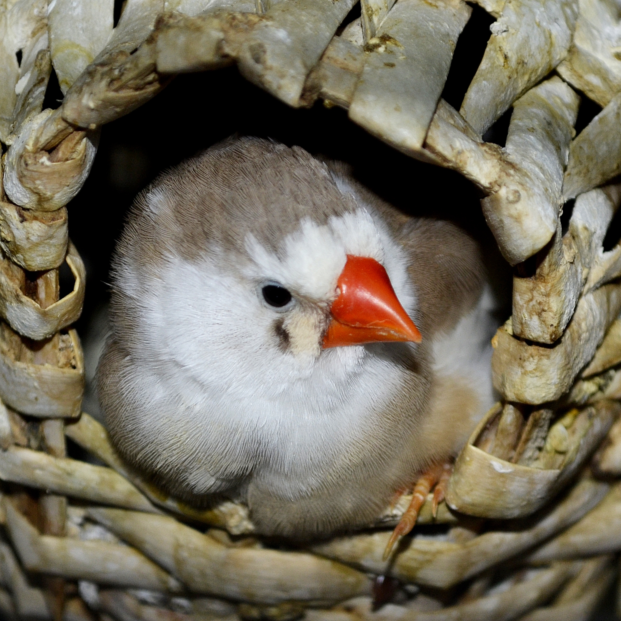 Zebra Finch