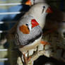 Zebra Finches