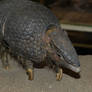 Stuffed Armadillo