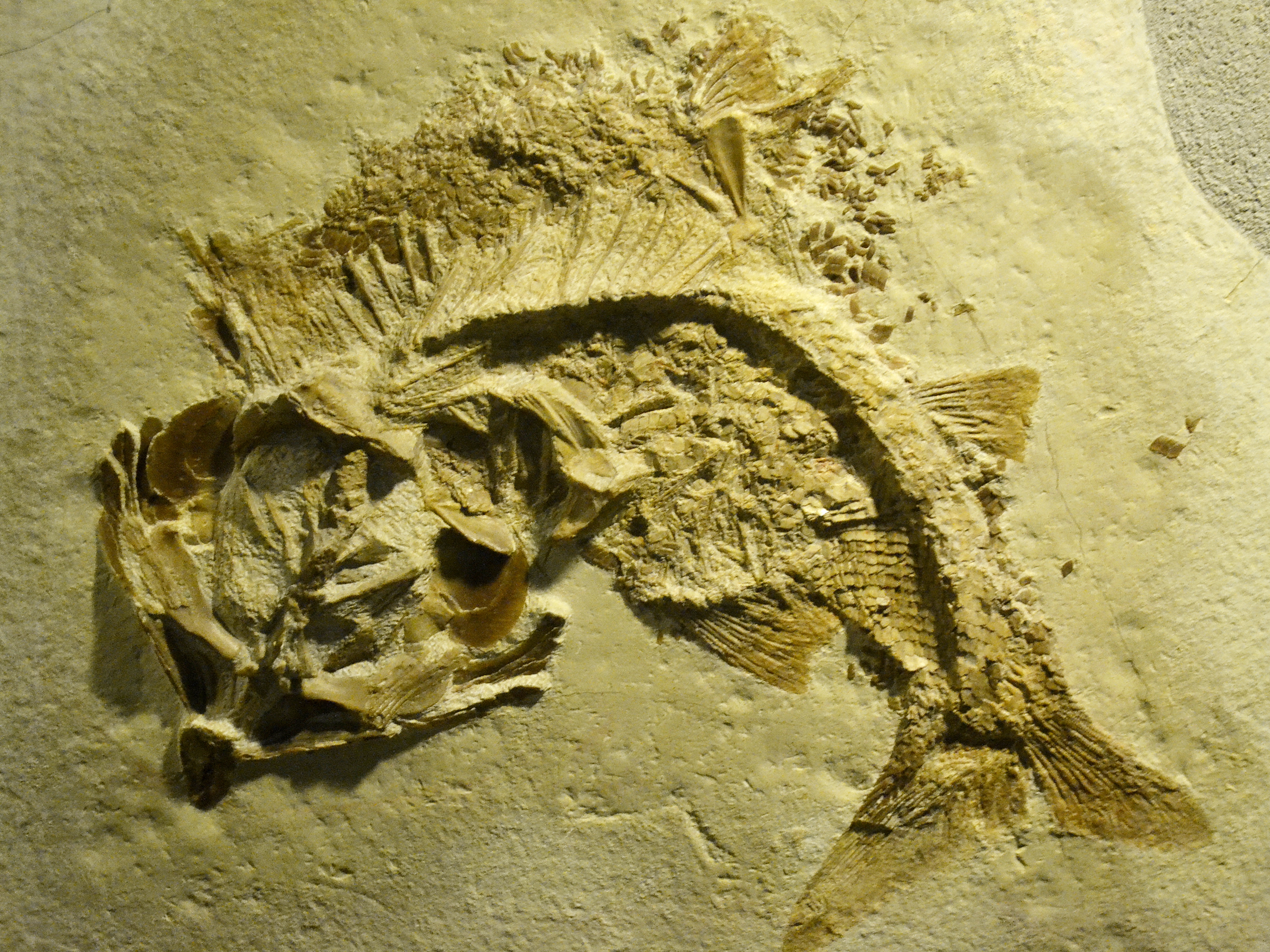 Fossil