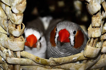 Zebra Finches