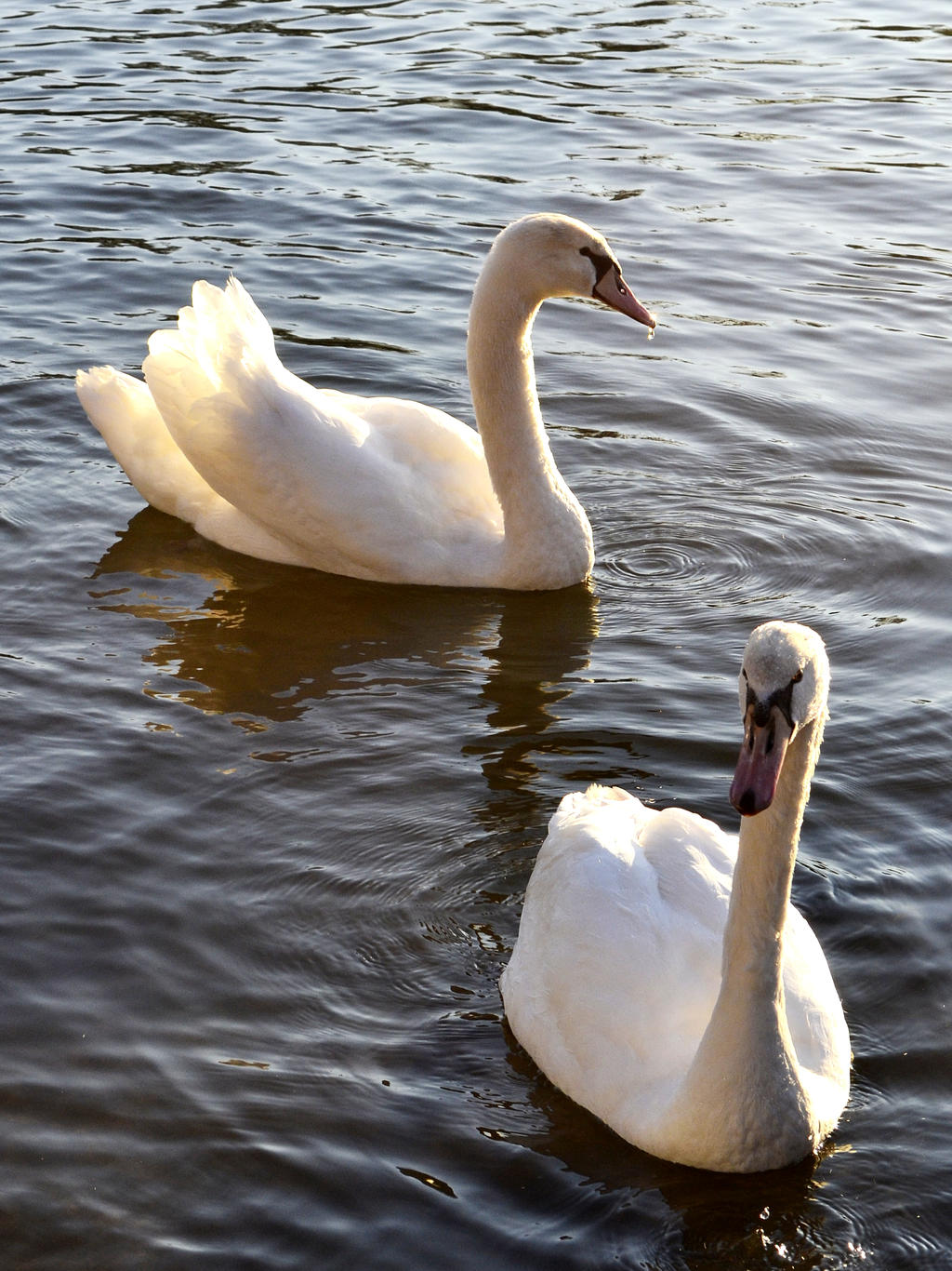 Swans