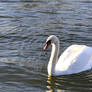 Swan