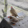 Zebra Finches