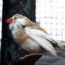 Zebra Finch