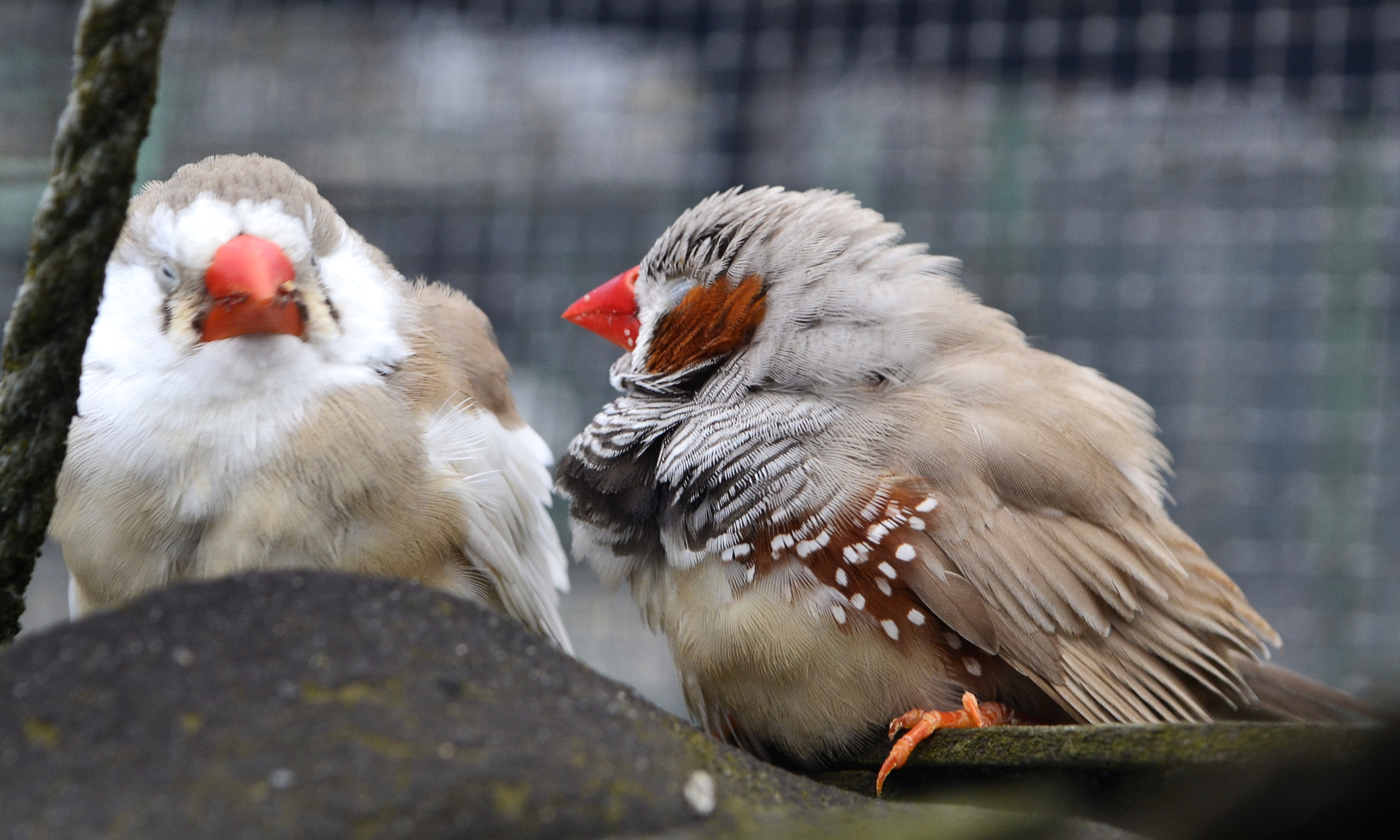 Zebra Finches