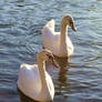 Swans