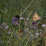 Butterfly and bee