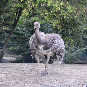 Ostrich