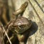 Viviparous lizard