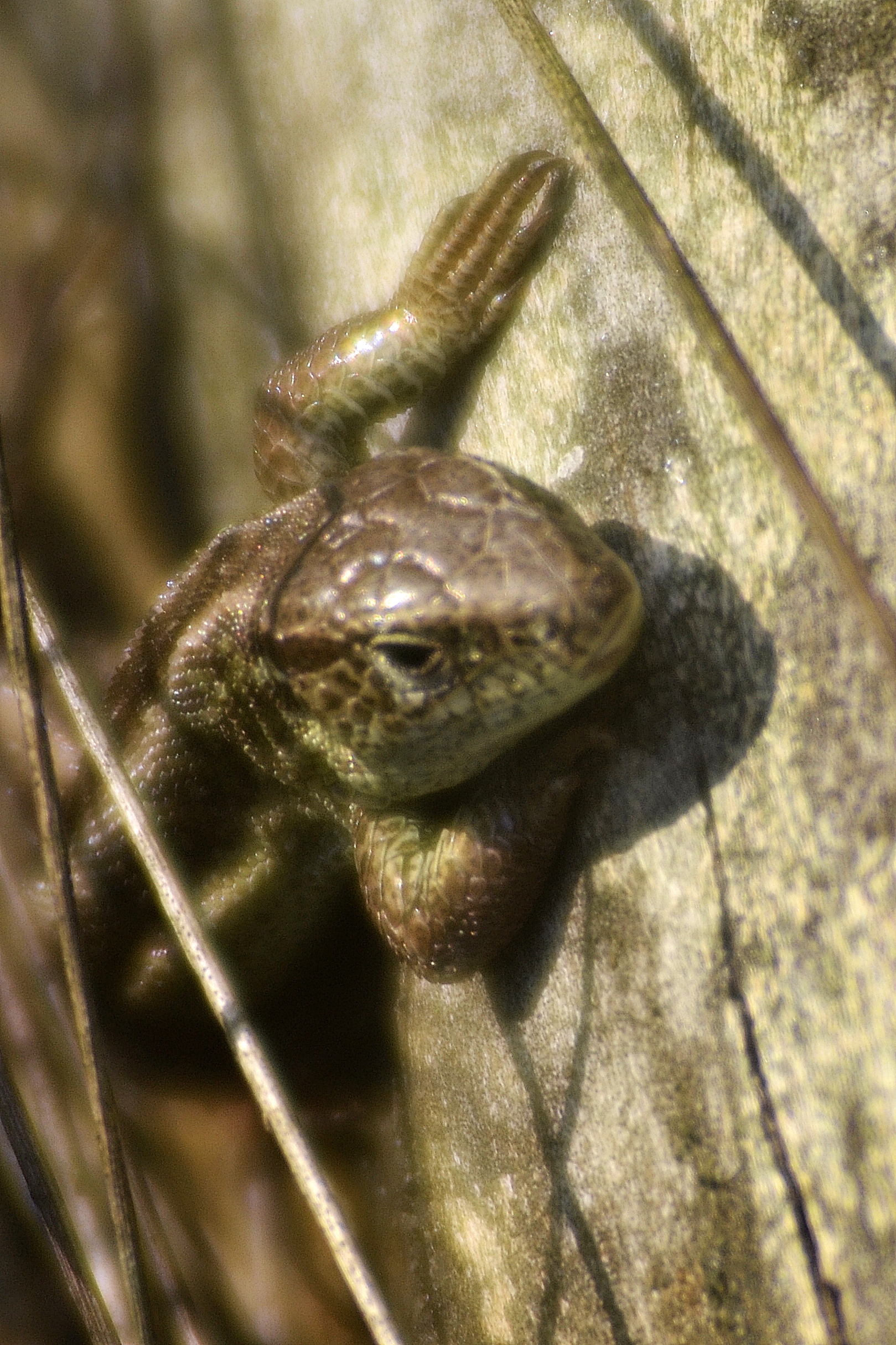 Viviparous lizard