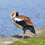 Egyptian Goose