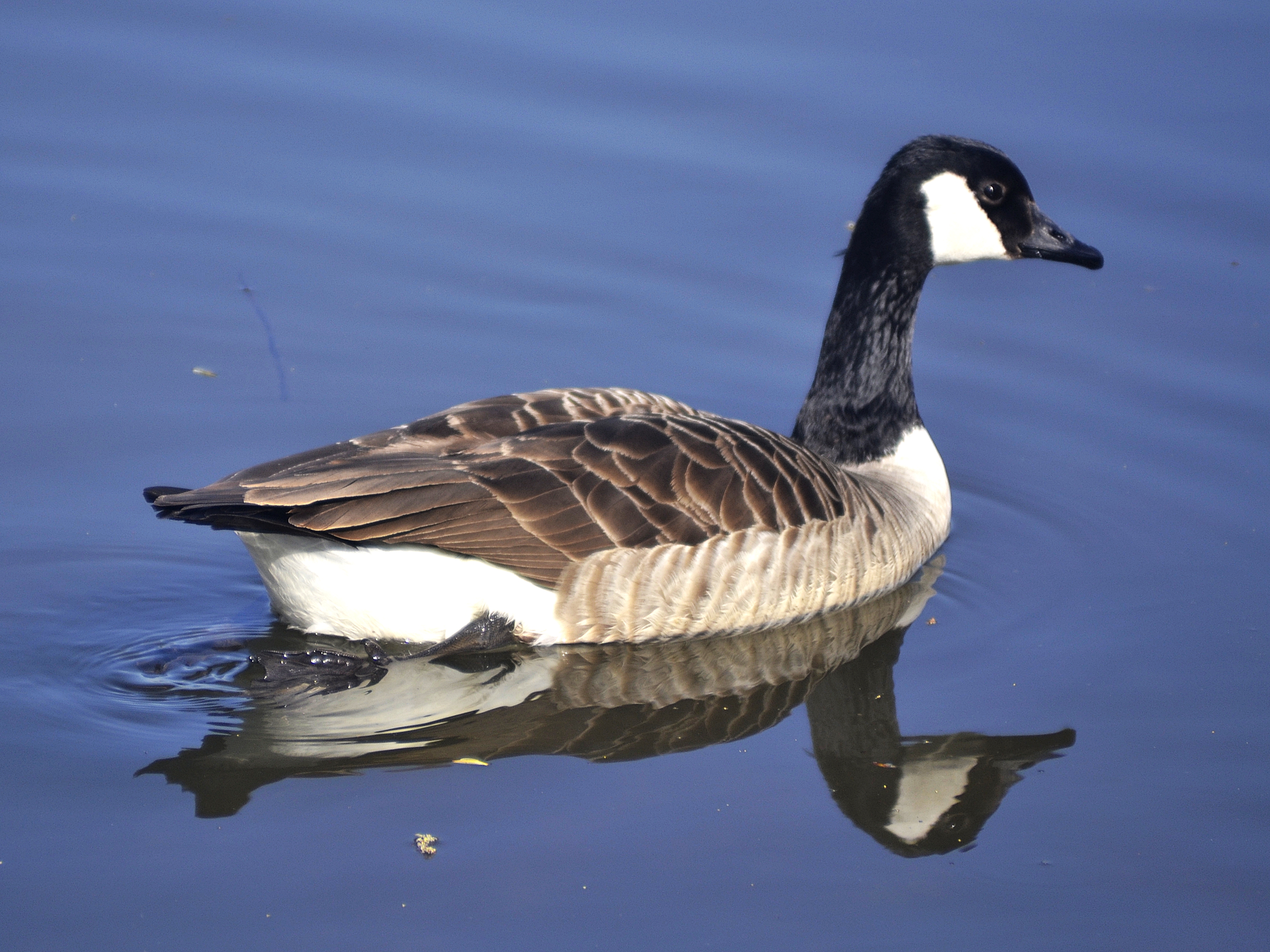 Canada Goose