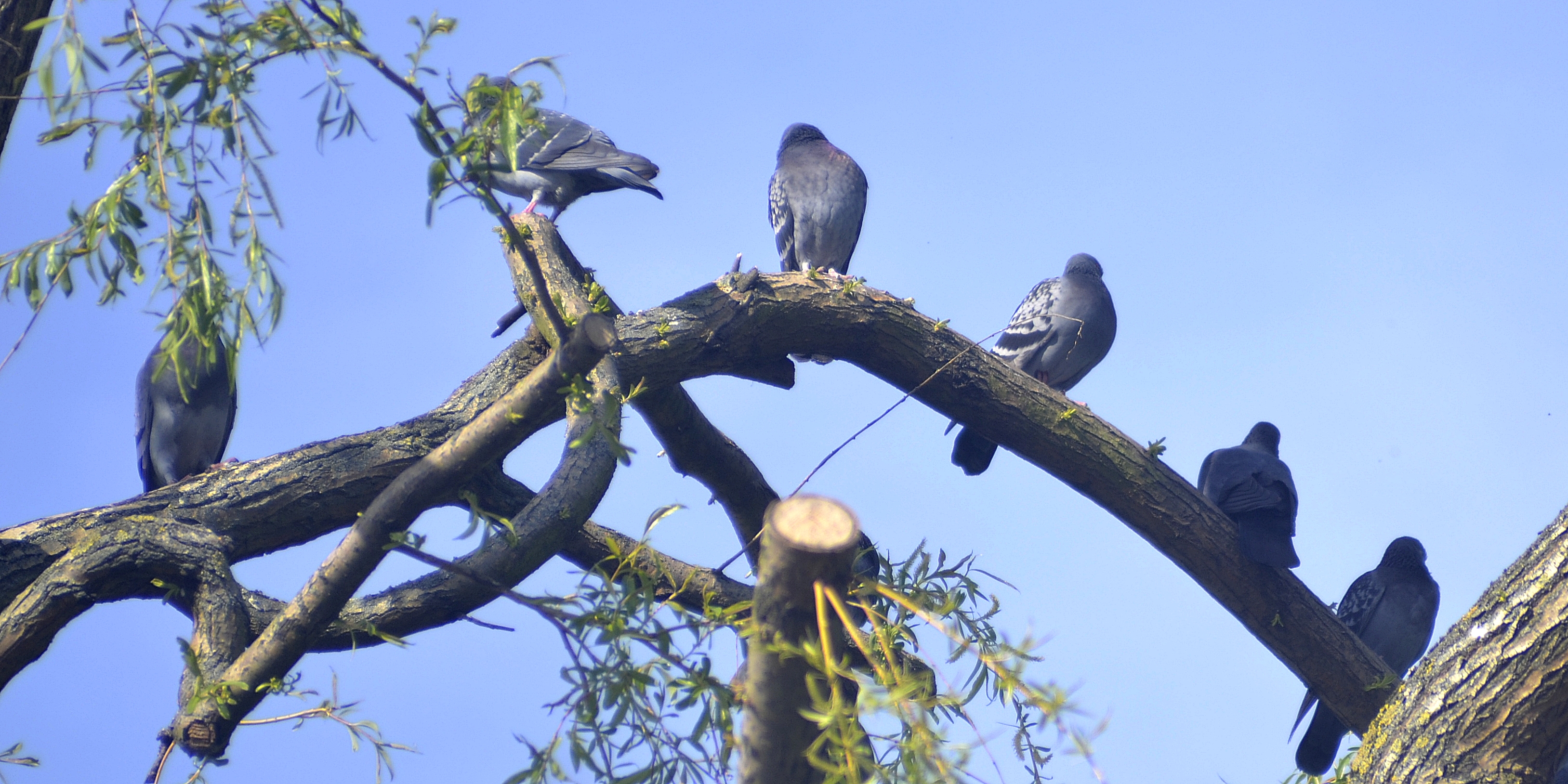 Pigeons