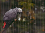 African grey parrot by Roky320