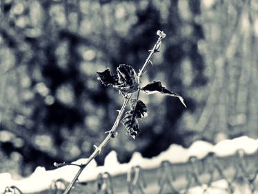 Winter Growth II